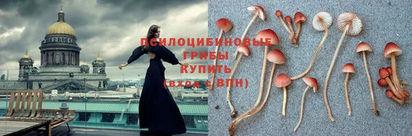 ГАЛЛЮЦИНОГЕННЫЕ ГРИБЫ Козловка